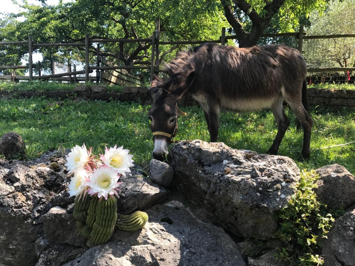 Agriturismo A Casa Di Susanna Santo Stefano del Sole Екстериор снимка